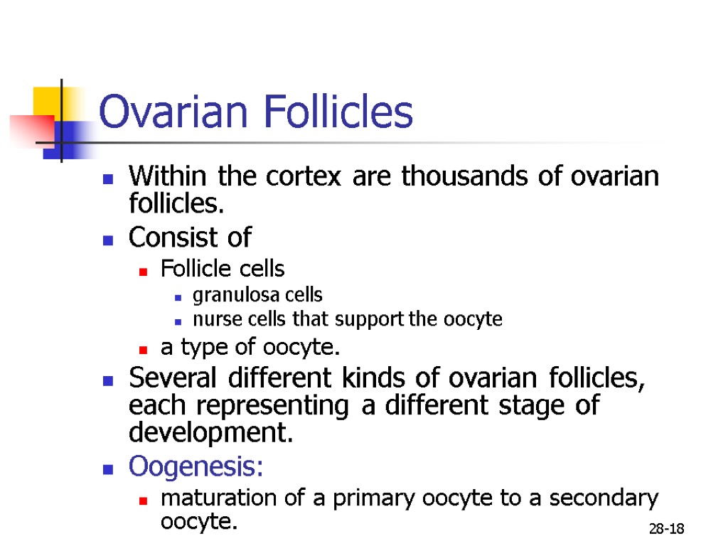28-18 Ovarian Follicles Within the cortex are thousands of ovarian follicles. Consist of Follicle